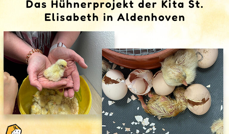 Das Hühnerprojekt der Kita St. Elisabeth in Aldenhoven